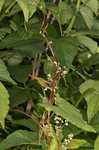 Fringed black bindweed